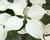 Dřín japonský 'Schmetterling'