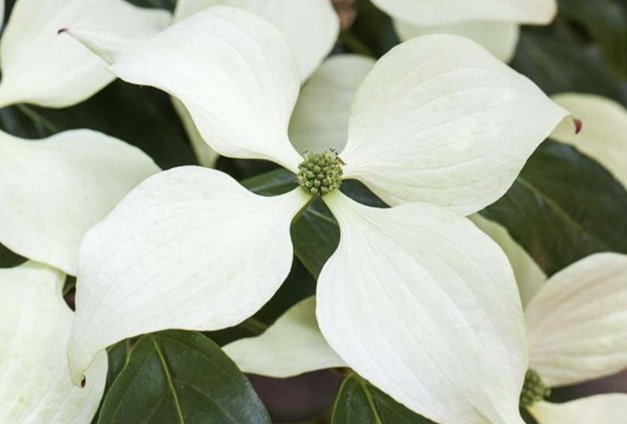 Dřín japonský 'Schmetterling' - Cornus kousa 'Schmetterling'