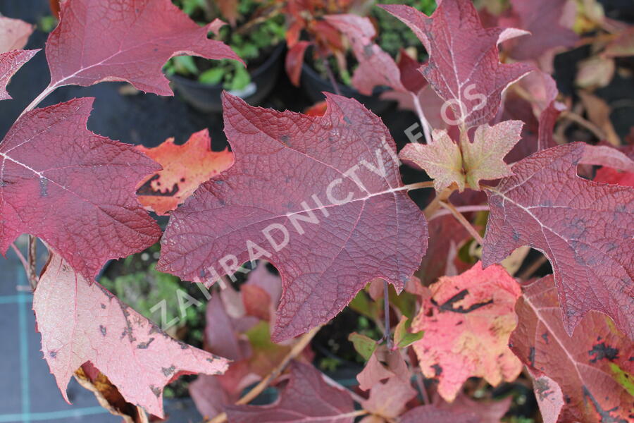 Hortenzie dubolistá 'Sikes Dwarf' - Hydrangea quercifolia 'Sikes Dwarf'