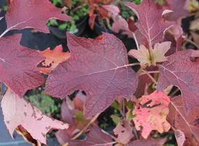Hortenzie dubolistá 'Sikes Dwarf' - Hydrangea quercifolia 'Sikes Dwarf'
