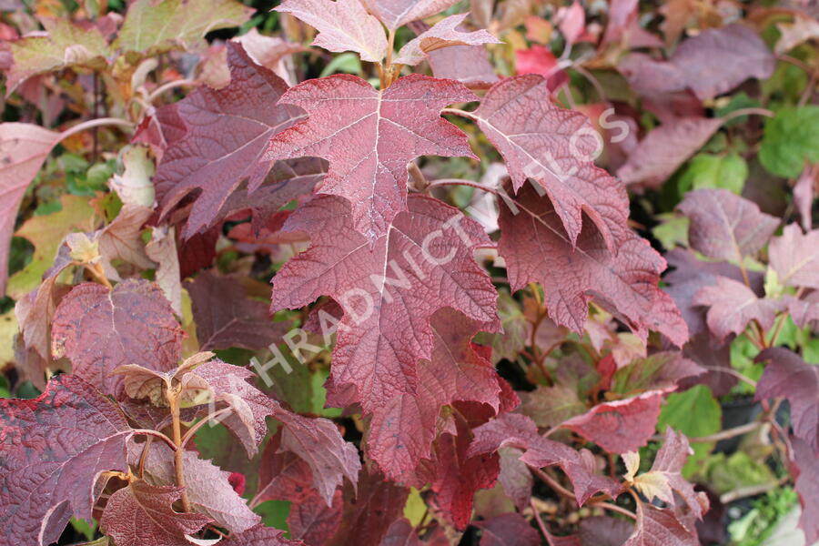 Hortenzie dubolistá 'Sikes Dwarf' - Hydrangea quercifolia 'Sikes Dwarf'