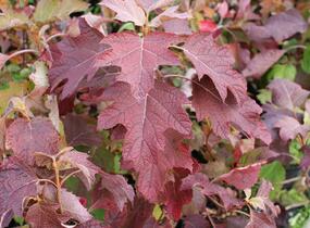 Hortenzie dubolistá 'Sikes Dwarf' - Hydrangea quercifolia 'Sikes Dwarf'