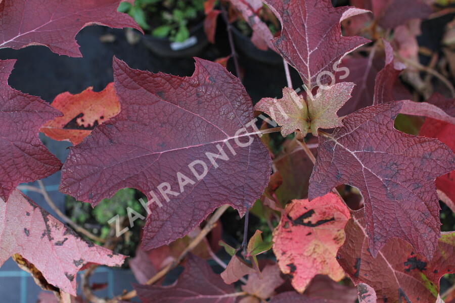 Hortenzie dubolistá 'Sikes Dwarf' - Hydrangea quercifolia 'Sikes Dwarf'