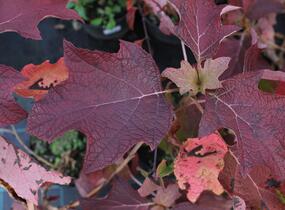 Hortenzie dubolistá 'Sikes Dwarf' - Hydrangea quercifolia 'Sikes Dwarf'