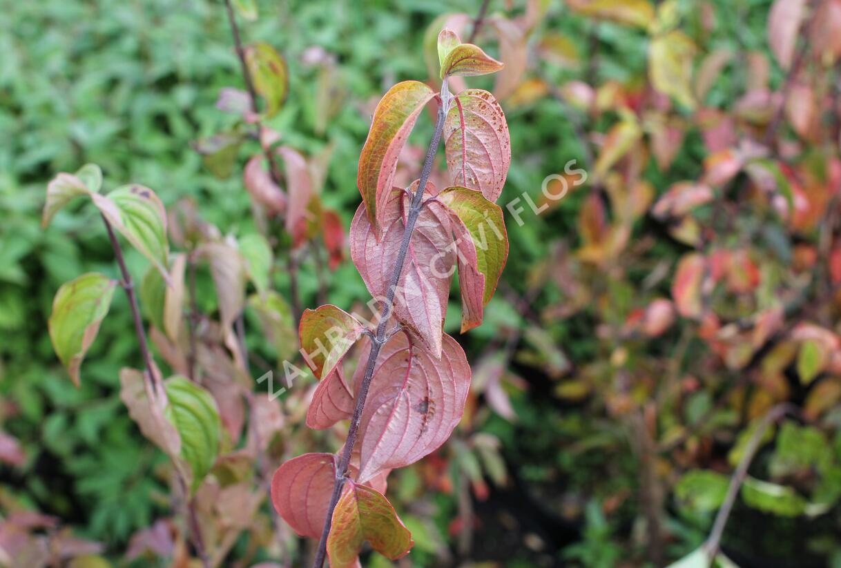 Dřín obecný - Cornus mas