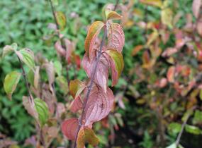 Dřín obecný - Cornus mas