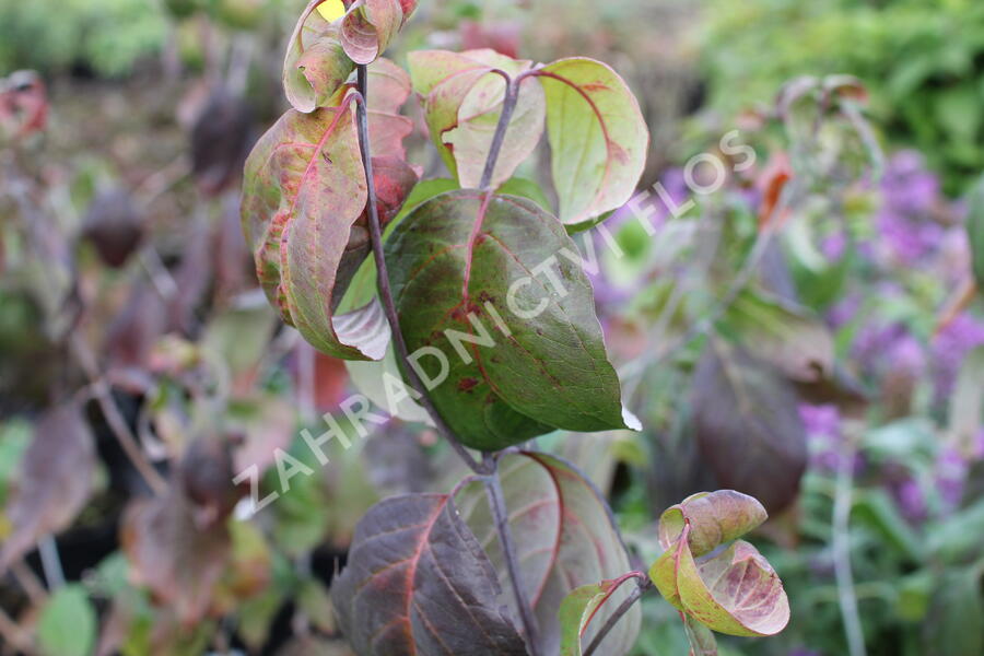 Dřín květnatý 'Cherokee Chief' - Cornus florida 'Cherokee Chief'