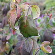 Dřín květnatý 'Cherokee Chief' - Cornus florida 'Cherokee Chief'