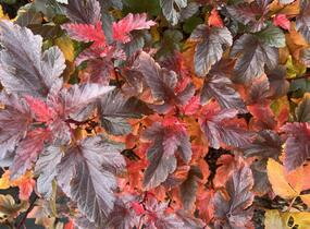 Tavola kalinolistá 'Magic Sunrise' - Physocarpus opulifolius 'Magic Sunrise'