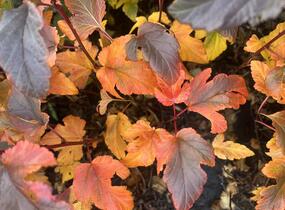 Tavola kalinolistá 'Magic Sunrise' - Physocarpus opulifolius 'Magic Sunrise'