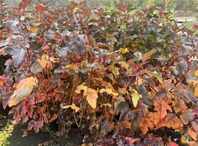Tavola kalinolistá 'Magic Sunrise' - Physocarpus opulifolius 'Magic Sunrise'