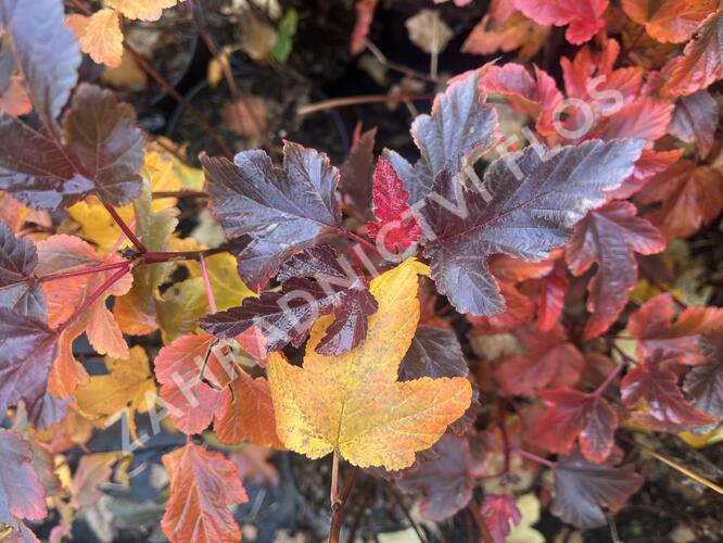 Tavola kalinolistá 'Magic Sunrise' - Physocarpus opulifolius 'Magic Sunrise'