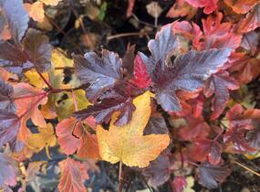 Tavola kalinolistá 'Magic Sunrise' - Physocarpus opulifolius 'Magic Sunrise'