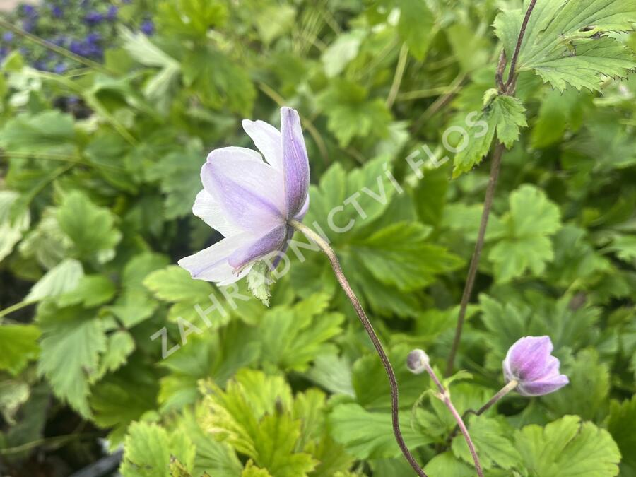Sasanka 'Ruffled Swan' - Anemone hybrida 'Ruffled Swan'