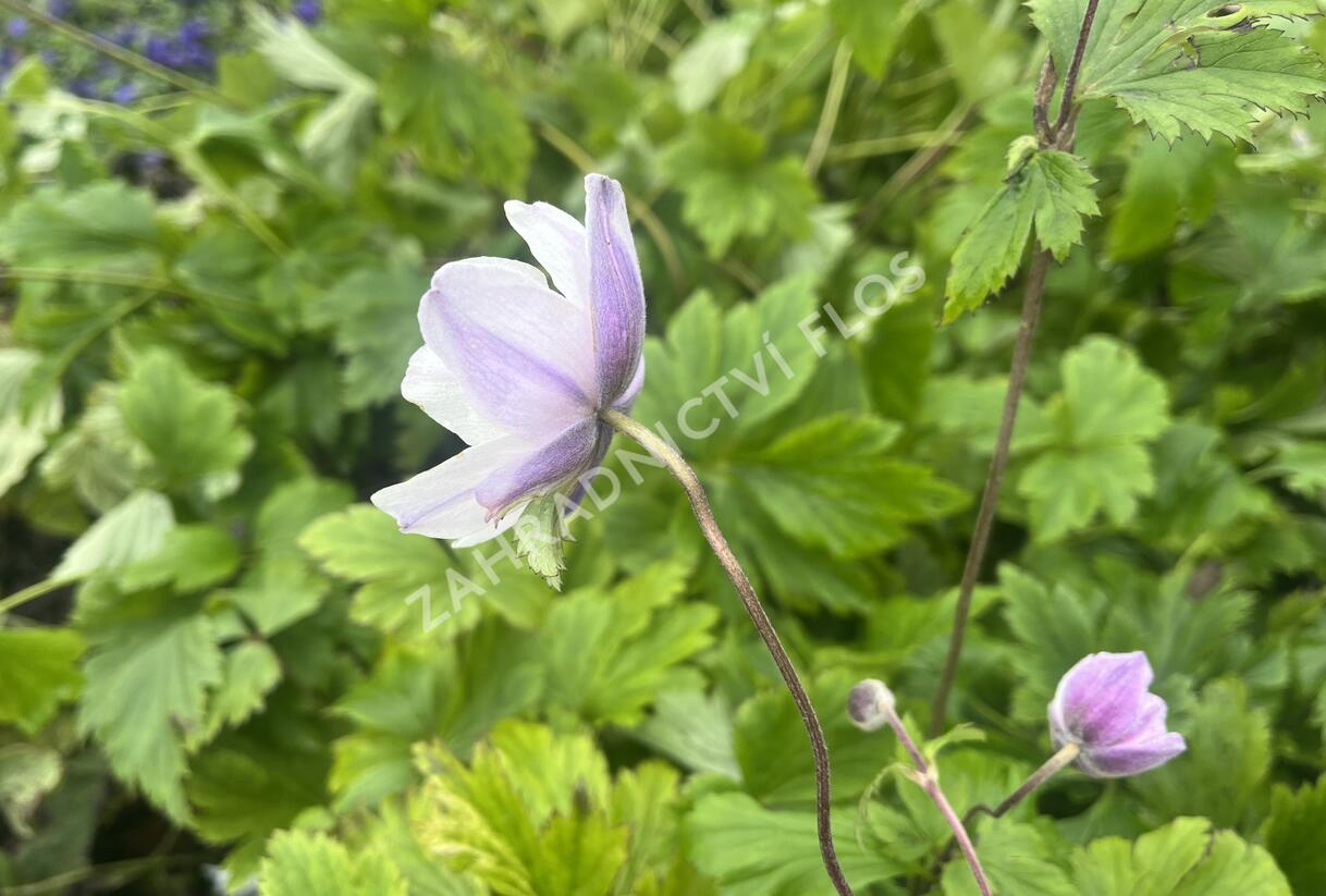 Sasanka 'Ruffled Swan' - Anemone hybrida 'Ruffled Swan'