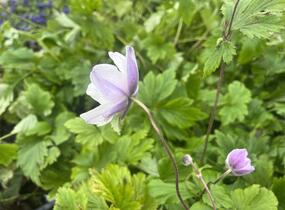 Sasanka 'Ruffled Swan' - Anemone hybrida 'Ruffled Swan'