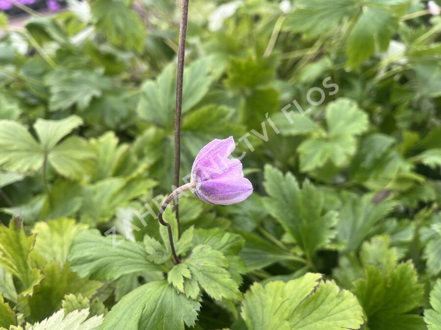 Sasanka 'Ruffled Swan' - Anemone hybrida 'Ruffled Swan'
