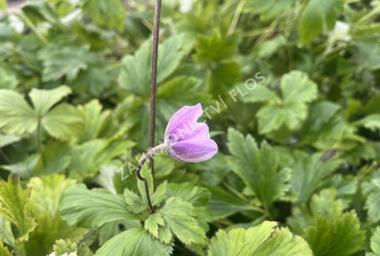 Sasanka 'Ruffled Swan' - Anemone hybrida 'Ruffled Swan'