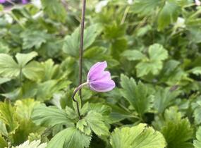 Sasanka 'Ruffled Swan' - Anemone hybrida 'Ruffled Swan'