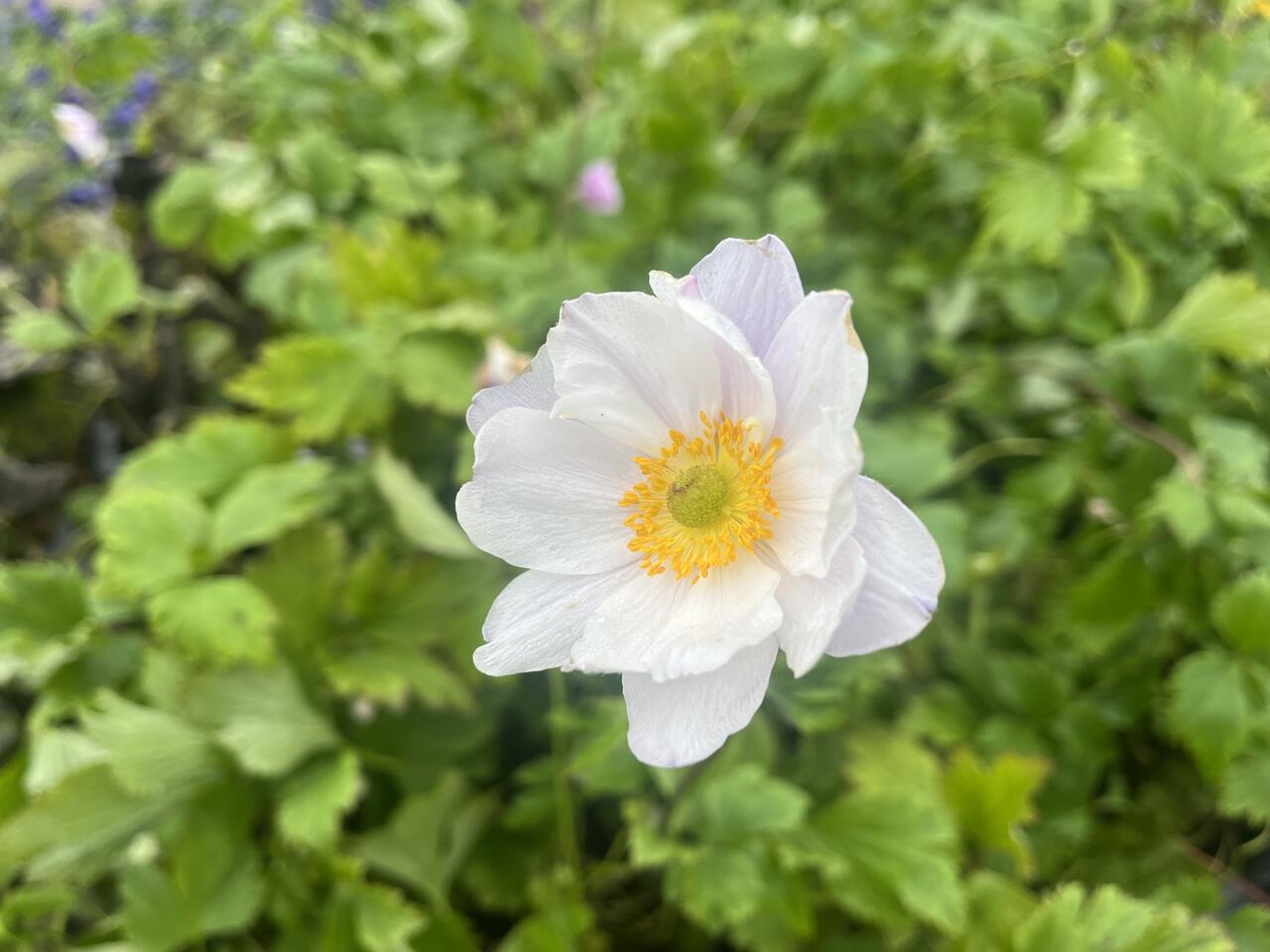 Sasanka 'Ruffled Swan' - Anemone hybrida 'Ruffled Swan' | Zahradnictví FLOS