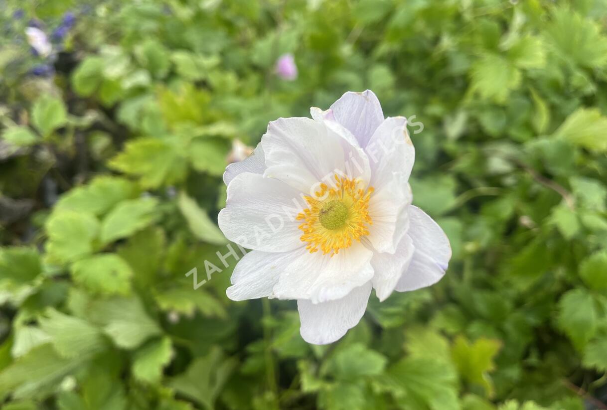 Sasanka 'Ruffled Swan' - Anemone hybrida 'Ruffled Swan'