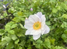 Sasanka 'Ruffled Swan' - Anemone hybrida 'Ruffled Swan'