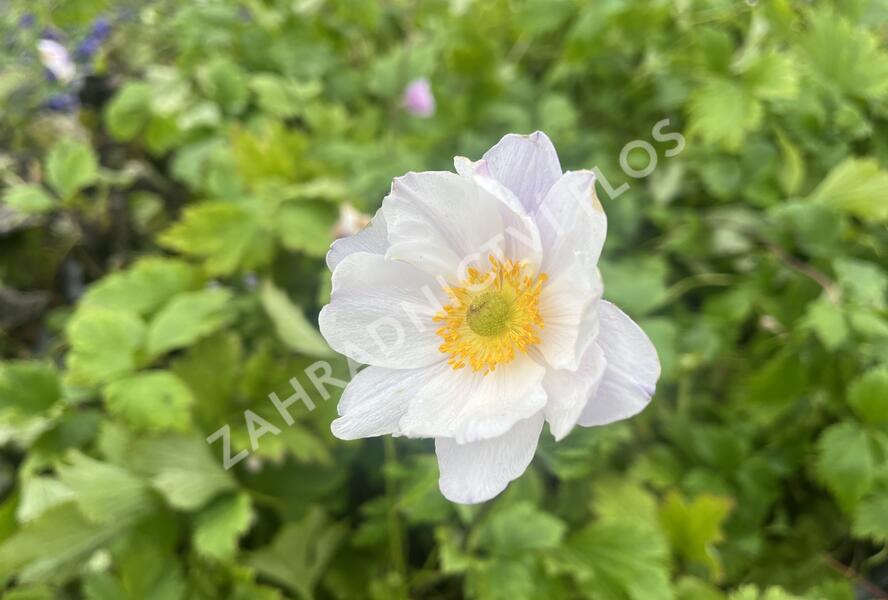 Sasanka 'Ruffled Swan' - Anemone hybrida 'Ruffled Swan'