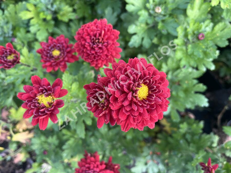 Listopadka indická 'Brockenfeuer' - Dendranthema indicum 'Brockenfeuer'