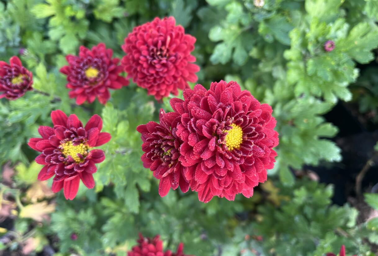 Listopadka indická 'Brockenfeuer' - Dendranthema indicum 'Brockenfeuer'