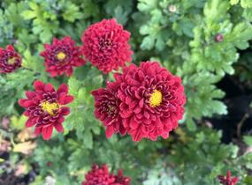 Listopadka indická 'Brockenfeuer' - Dendranthema indicum 'Brockenfeuer'