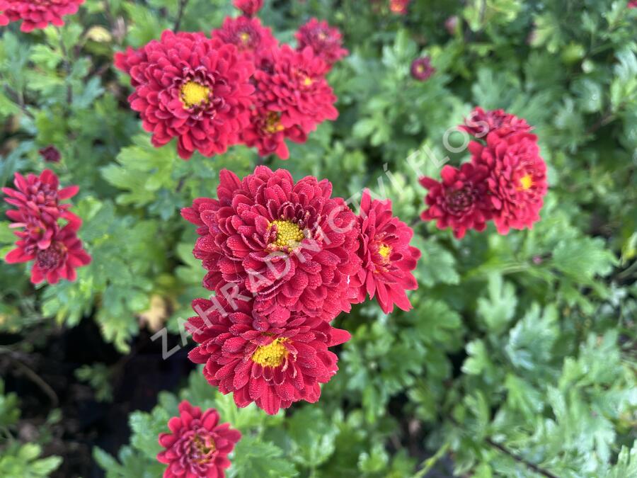 Listopadka indická 'Brockenfeuer' - Dendranthema indicum 'Brockenfeuer'