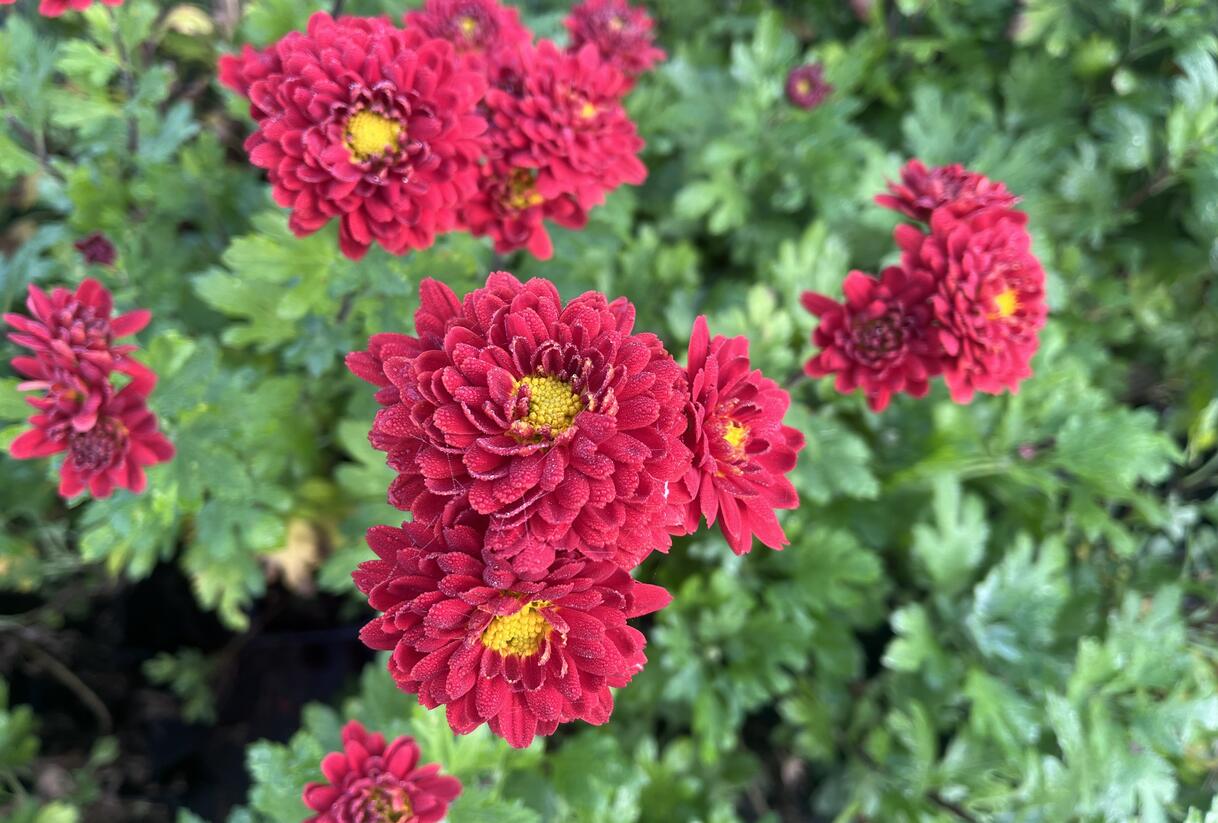 Listopadka indická 'Brockenfeuer' - Dendranthema indicum 'Brockenfeuer'