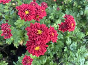 Listopadka indická 'Brockenfeuer' - Dendranthema indicum 'Brockenfeuer'