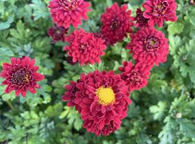 Listopadka indická 'Brockenfeuer' - Dendranthema indicum 'Brockenfeuer'