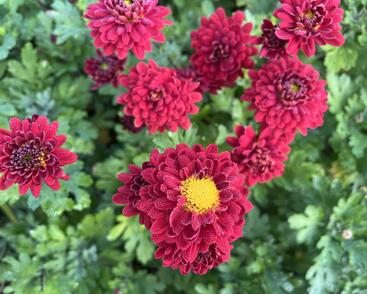 Listopadka indická 'Brockenfeuer'