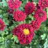Dendranthema indicum 'Brockenfeuer'.jpeg