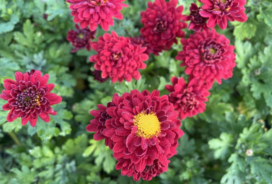 Listopadka indická 'Brockenfeuer' - Dendranthema indicum 'Brockenfeuer'