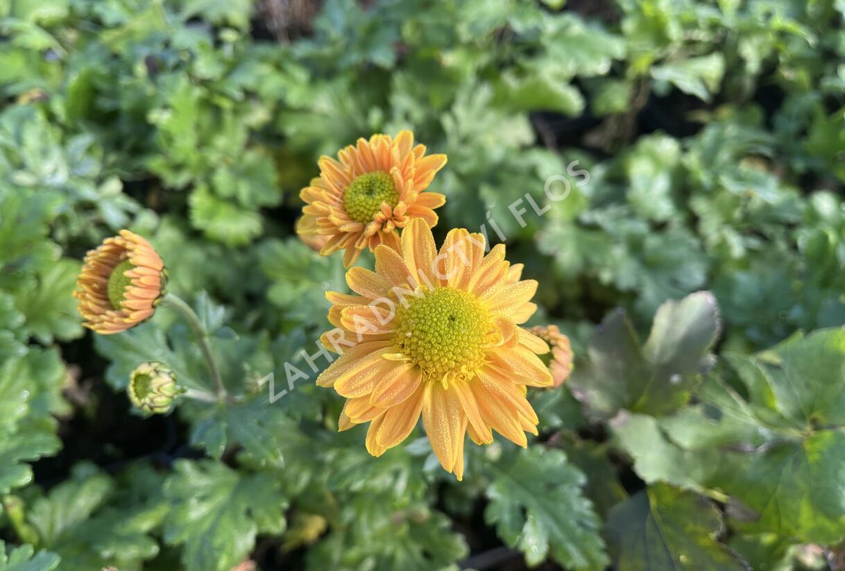 Listopadka indická 'Goldmarianne' - Dendranthema indicum 'Goldmarianne'