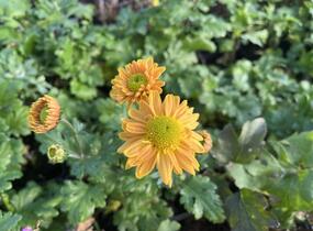Listopadka indická 'Goldmarianne' - Dendranthema indicum 'Goldmarianne'