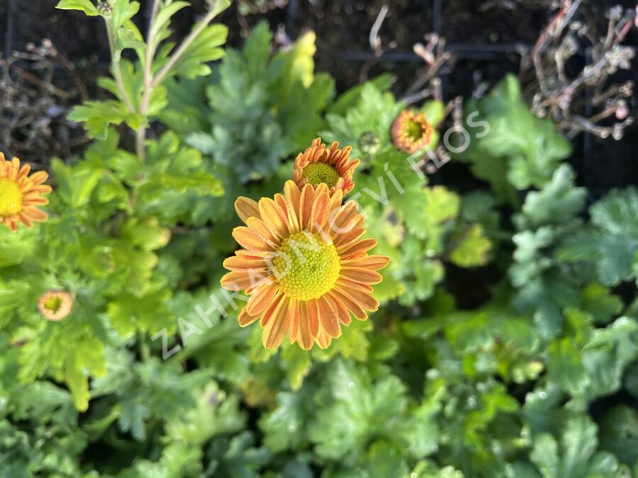 Listopadka indická 'Goldmarianne' - Dendranthema indicum 'Goldmarianne'