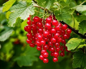 Rybíz červený 'Tatran'