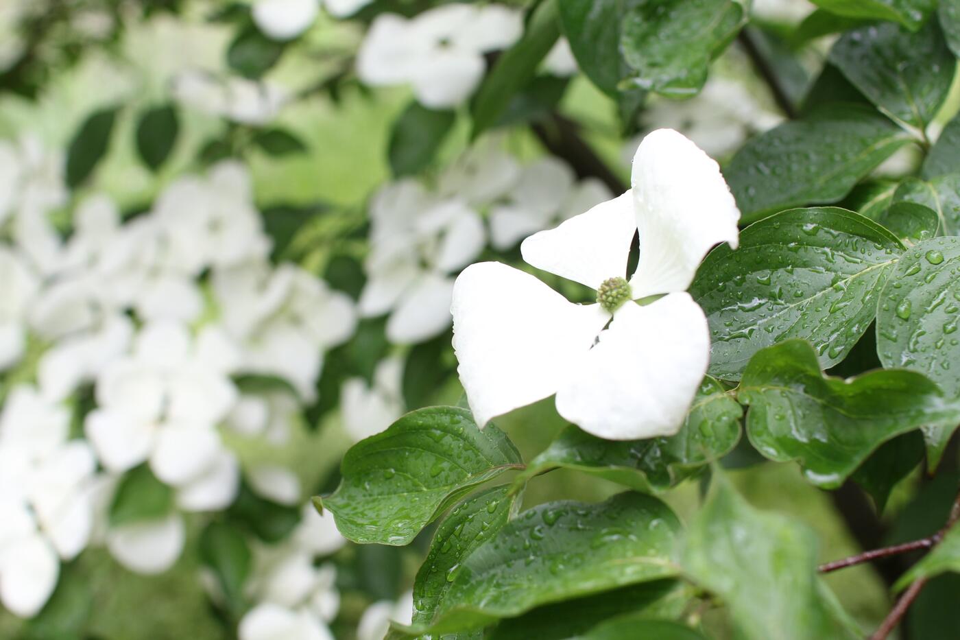 dřín japonský jak pěstovat