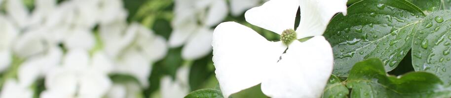 dřín japonský jak pěstovat