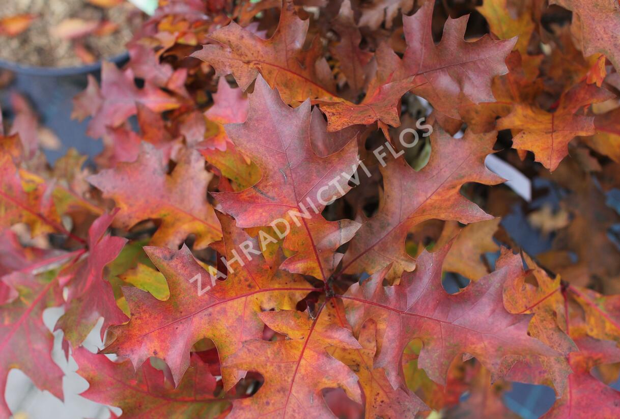 Dub bahenní 'Green Dwarf' - Quercus palustris 'Green Dwarf'