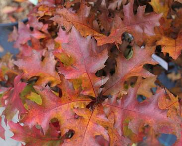 Dub bahenní 'Green Dwarf'