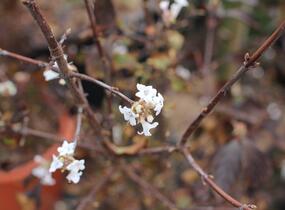Kalina vonná - Viburnum farreri
