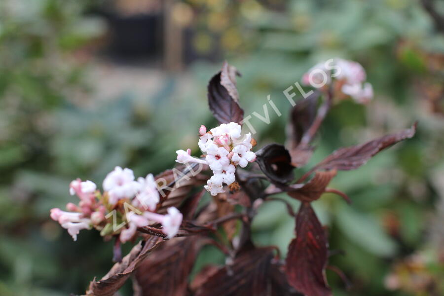 Kalina vonná - Viburnum farreri