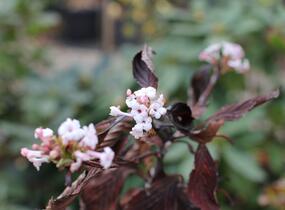 Kalina vonná - Viburnum farreri