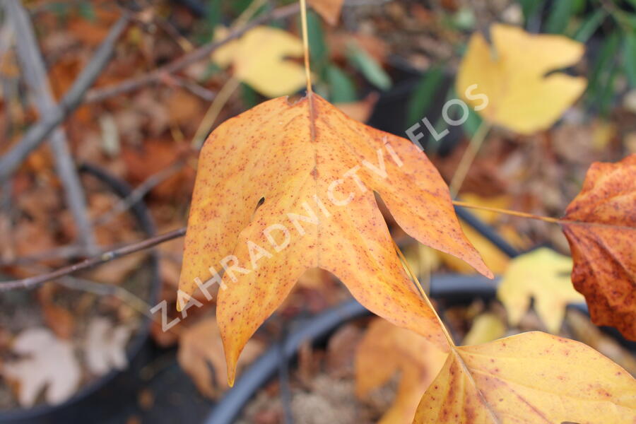 Liliovník tulipánokvětý - Liriodendron tulipifera