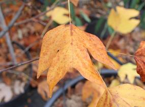 Liliovník tulipánokvětý - Liriodendron tulipifera